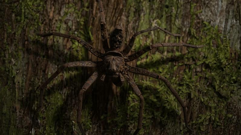 Aranha marrom com pernas longas e corpo robusto, camuflada em um tronco de árvore coberto por musgo verde