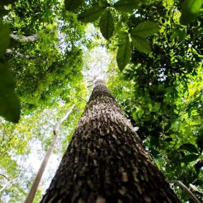 BNDES busca mobilizar até R$ 6 bilhões para crédito de carbono