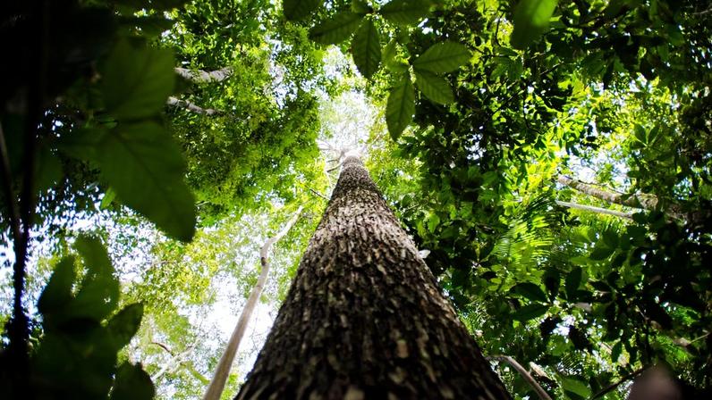 Juruena, MT, Brasil: Castanheira na reserva legal comunitária do assentamento Vale do Amanhecer. (Foto: Marcelo Camargo/Agência Brasil)