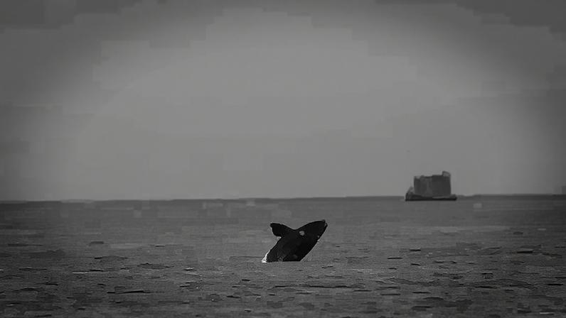 Foto: Reprodução / Porto Alegre 24 horas