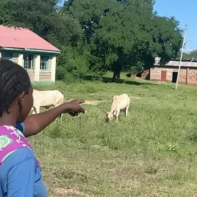 Mais vacas que alunos: fechamento em massa de escolas rurais no Quênia