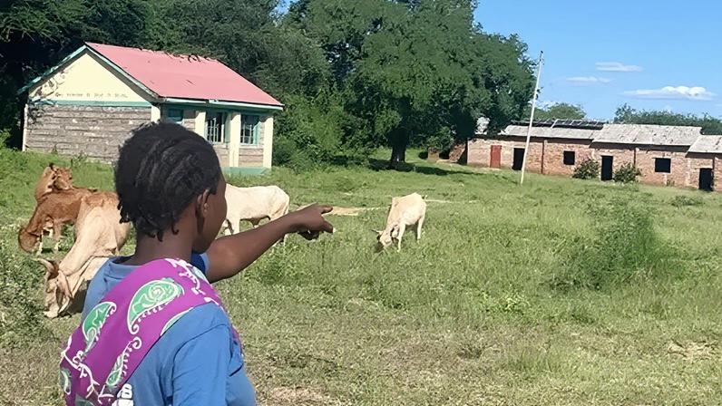 Mais vacas que alunos: fechamento em massa de escolas rurais no Quênia