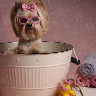 Expectativa de vida do Yorkshire Terrier e 7 sinais de saúde que merecem atenção
