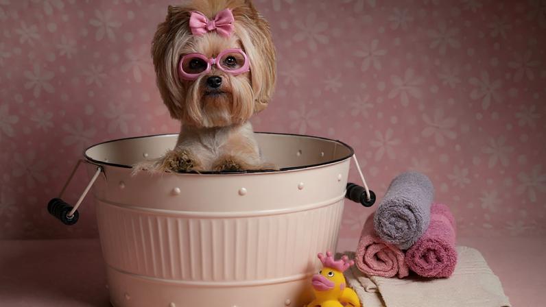 Expectativa de vida de um Yorkshire Terrier