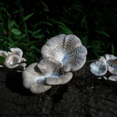 Pesquisadores na Nigéria cultivam cogumelo silvestre em resíduos agrícolas