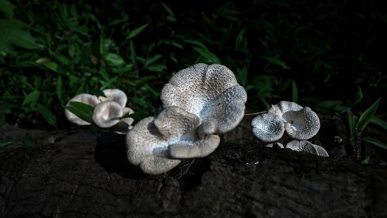 Lentinus squarrosulus mushrooms. Image by Vengolis via Wikimedia Commons (CC BY-SA 4.0).