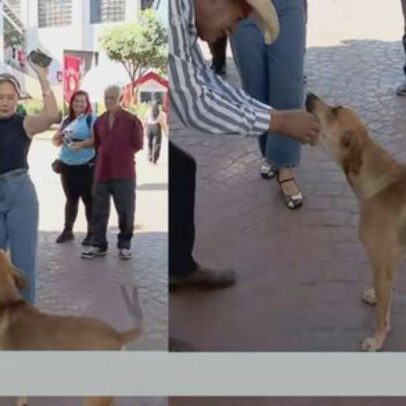 Cachorro tenta morder o microfone de jornalista ao vivo