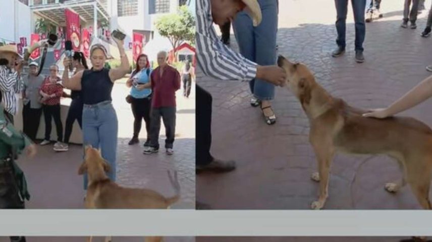 Apresentadora do 'Jornal do Meio-Dia', de afiliada do SBT, vê cachorro tentando 'comer' seu ponto eletrônico durante transmissão ao vivo em Goiás.