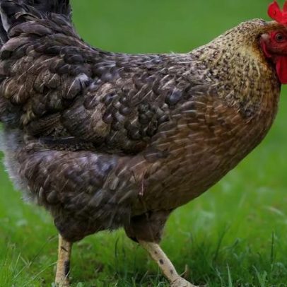 Psicóloga canadense adota galinha como animal de estimação