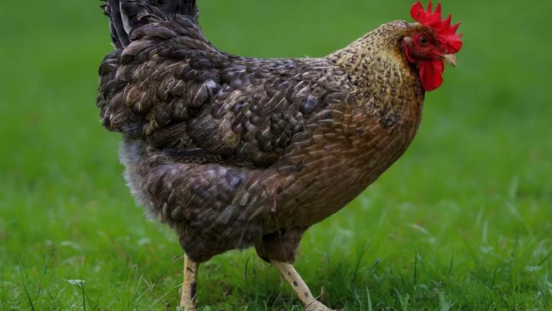Psicóloga canadense adota galinha como animal de suporte: "me entende"