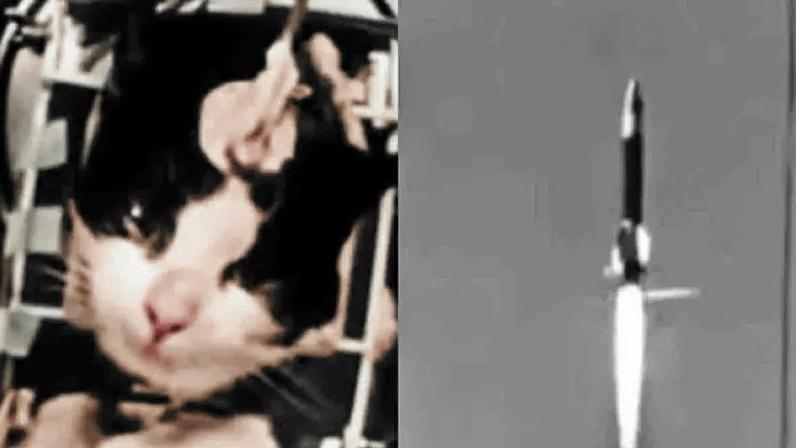 Antes de Laika, gata francesa chegou ao espaço; saiba o que aconteceu