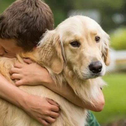 Alguns Golden Retrievers vivem mais: o que pode fazer a diferença