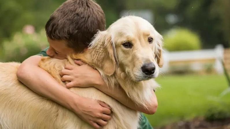 Expectativa de vida de um Golden Retriever