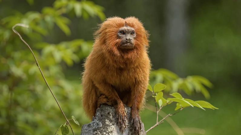 O mico-leão-dourado é símbolo da luta pela preservação da Mata Atlântica e da biodiversidade brasileira