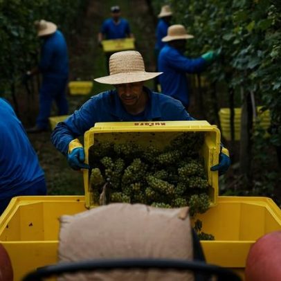 Vinícola Aurora projeta 90 mil visitantes na alta temporada de inverno no RS