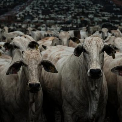 Governo altera controles de exportação de carnes para evitar veto da UE