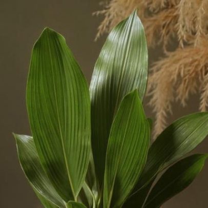 Cuidados com Aspidistra elatior: guia prático de cultivo