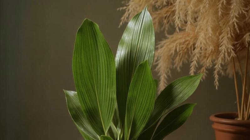 Cuidados com Aspidistra elatior: guia prático de cultivo