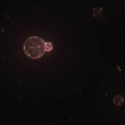 Célula sintética criada que se alimenta, cresce e se reproduz