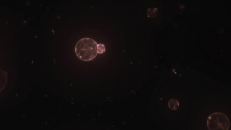 SpudCell é uma célula sintética montada inteiramente a partir de componentes químicos não vivos