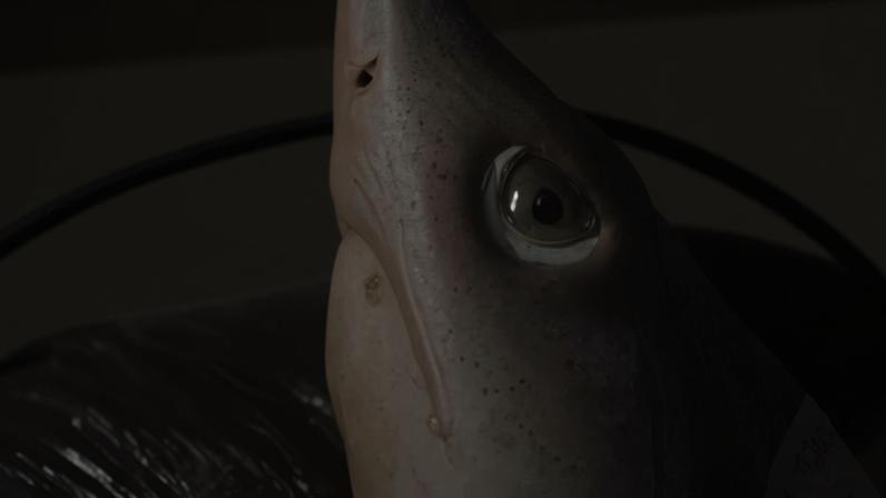Tubarão-martelo analisado por pesquisadores do Projeto EcoShark; estudo identificou a presença do antidepressivo sertralina no cérebro dos animais