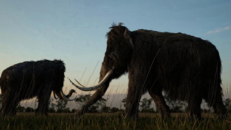 Mamute, um dos animais da megafauna que era alvo de caçadores