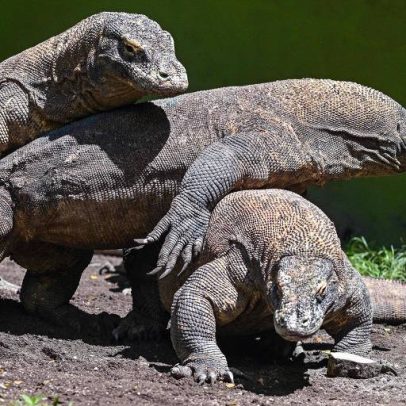 Hobbit indonésio comeria carne de presas de dragões-de-komodo