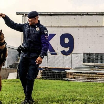 Cães da GCM paulistana ajudam na localização de cadáveres