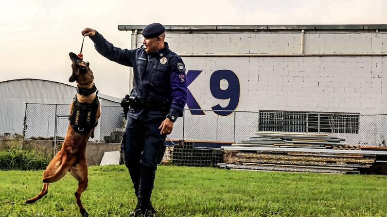 Policial em uniforme azul escuro brinca com cão de serviço que pula para pegar objeto na mão do agente. Fundo mostra muro branco com a inscrição 'K9' e materiais empilhados.