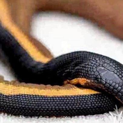 Veneno de serpente extremamente potente pode matar dezenas com uma dose