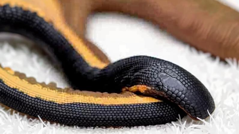 Veneno de serpente extremamente potente pode matar dezenas com uma dose