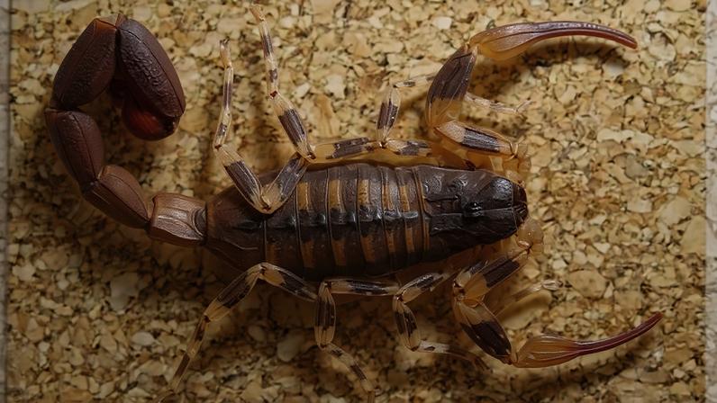 Criança picada por escorpião estava internada desde 12 de junho - (crédito: Scorpiology/Reprodução)