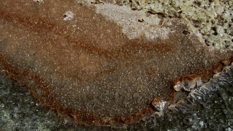 Pesquisa brasileira redefine micróbios e mira mistérios de Marte - (crédito: Fleur de Sel/Wikimedia Commons)