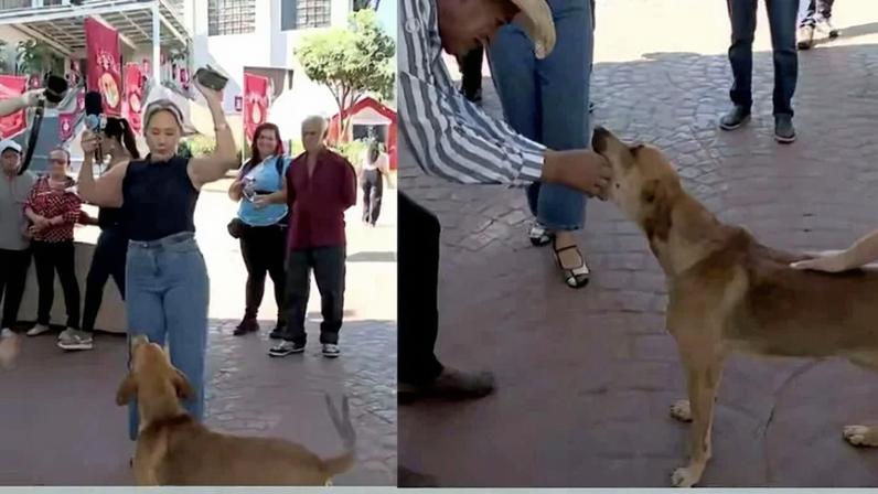 Apresentadora do 'Jornal do Meio-Dia', de afiliada do SBT, vê cachorro tentando 'comer' seu ponto eletrônico durante transmissão ao vivo em Goiás. - (crédito: Reprodução de 'Jornal do Meio-Dia'/TV Serra Dourada)