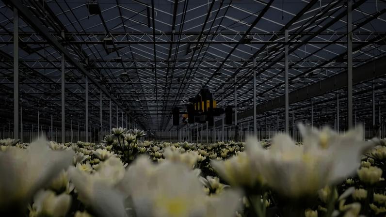 Drones Bee-Nav, em estufas, ajudam a monitorar a plantação, aumentam a produtividade agrícola e evitam desperdícios - (crédito: Studio Oostrum)