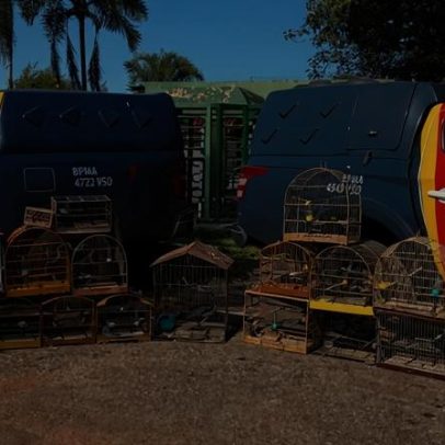 PMDF apreende 22 aves silvestres em nove casas do Gama