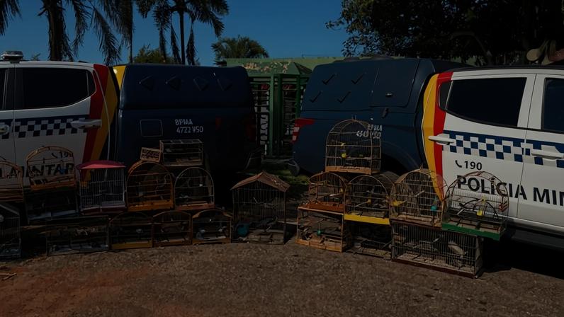 Aves foram apreendidas em nove casas - (crédito: PMDF/Divulgação)