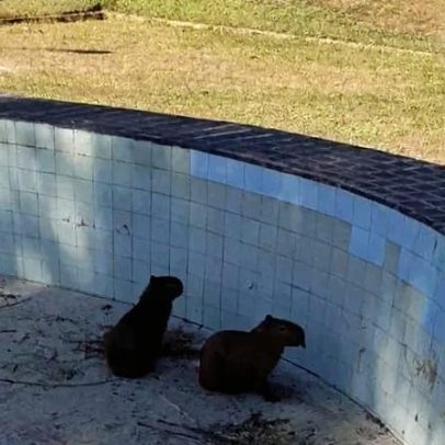 Filhotes de capivara são resgatados de piscina no Lago Norte