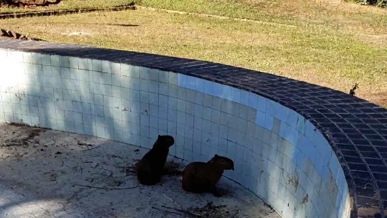 Os animais foram resgatados sem ferimentos - (crédito: Divulgação/PMDF)