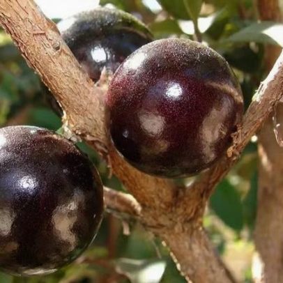 Frutas nativas brasileiras ajudam a prevenir envelhecimento celular