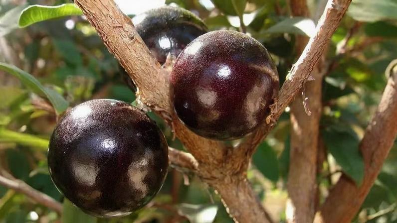 Substâncias como flavonoides, antocianinas, carotenoides e ácidos fenólicos ajudam a neutralizar radicais livres e têm potencial para reforçar os mecanismos naturais de defesa antioxidante do organismo