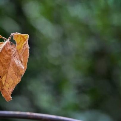 Estresse nas plantas: como identificar sinais e recuperar desenvolvimento saudável