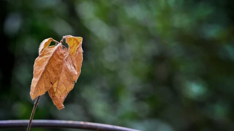 Folhas amareladas e aspecto murcho podem indicar estresse nas plantas e necessidade de ajustes nos cuidados
