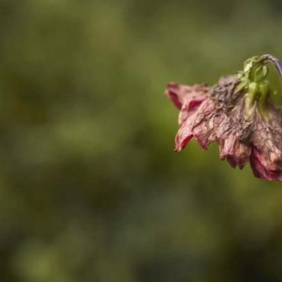 Como recuperar plantas após viagem e evitar novas perdas