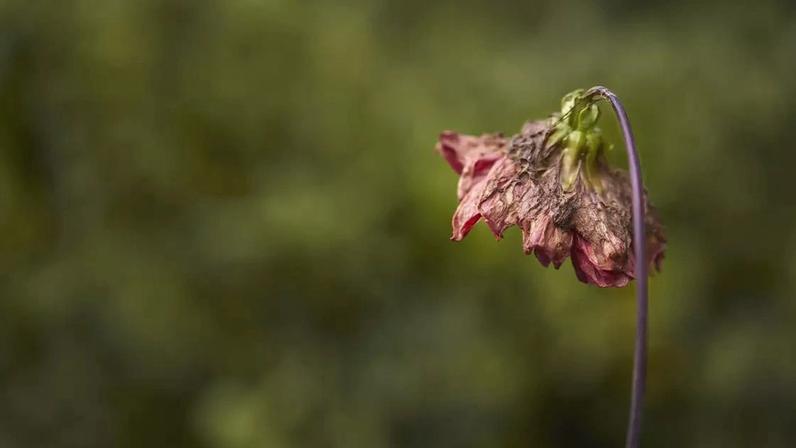 Como recuperar plantas após viagem e evitar novas perdas