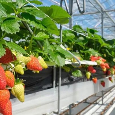 Holanda, menor que o Rio, vira terceiro exportador de alimentos com estufas IA
