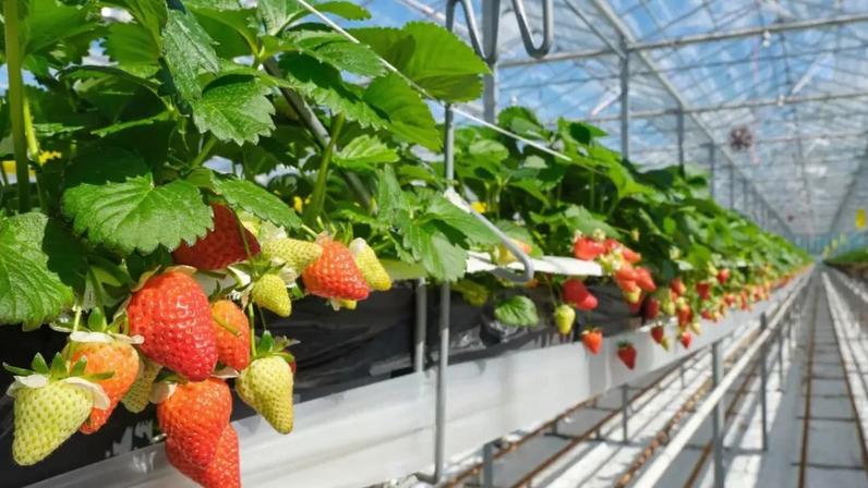 Estufa Com Morango