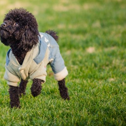 Pets urinam menos quando está frio, aponta estudo