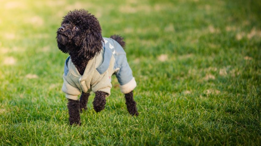 Proteja seu pet do frio e siga com as atividades