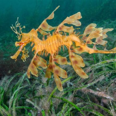 Pradarias de ervas marinhas da Austrália sob pressão pelo aquecimento global
